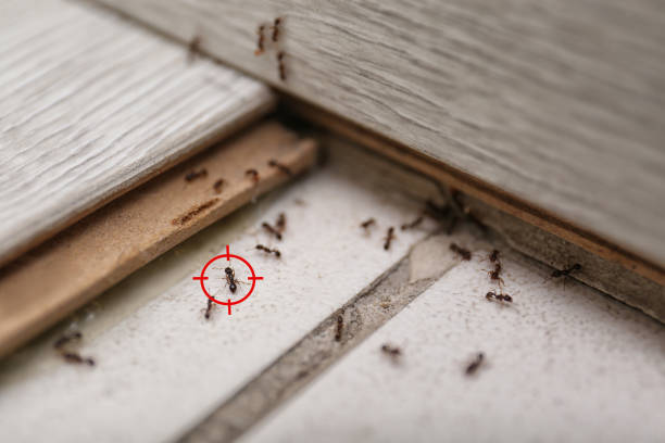 Professional Pest Control in Centre Grove, NJ